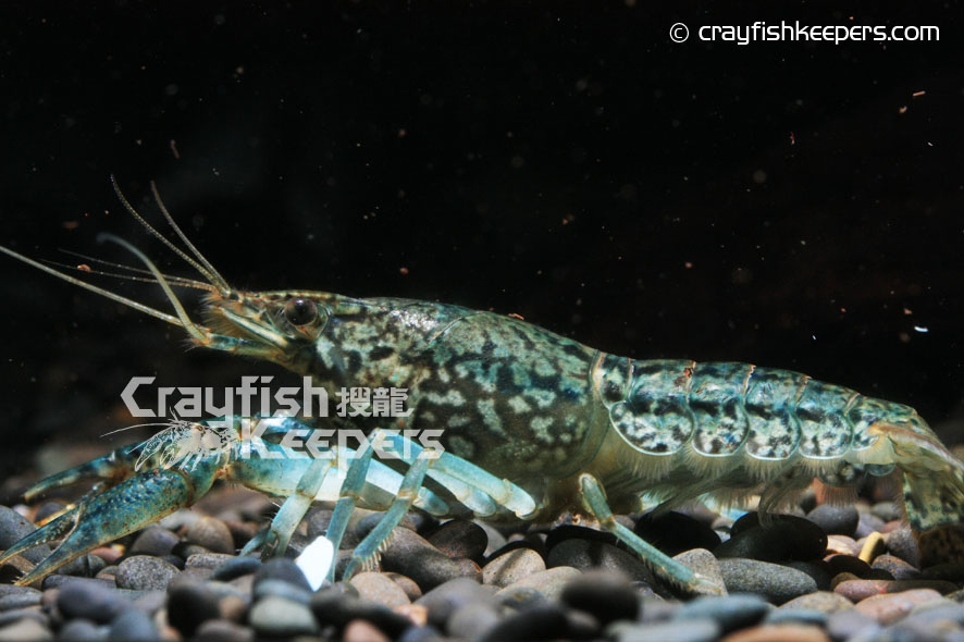 CK-Marble Crayfish-2