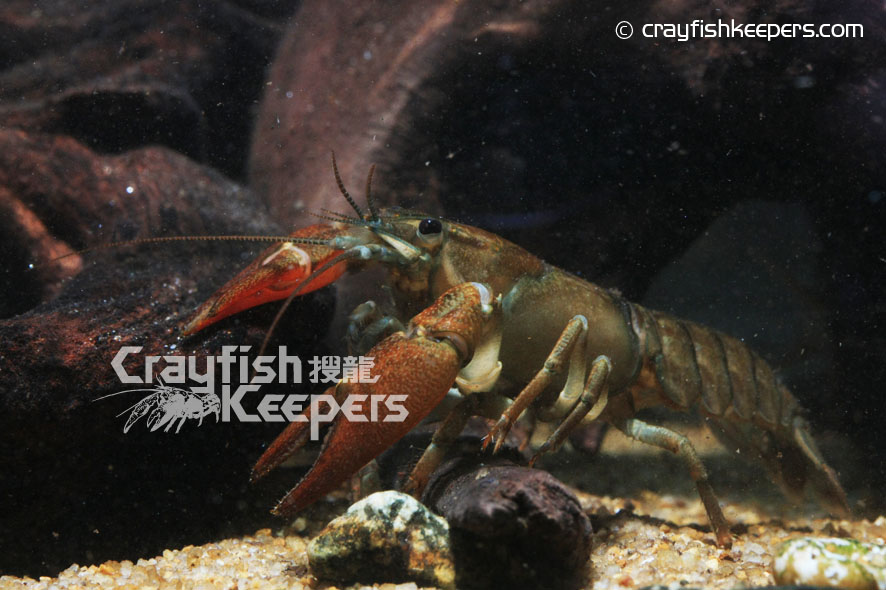 CK-Pacifastacus leniusculus-1