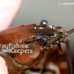 CK-Pacifastacus leniusculus-2