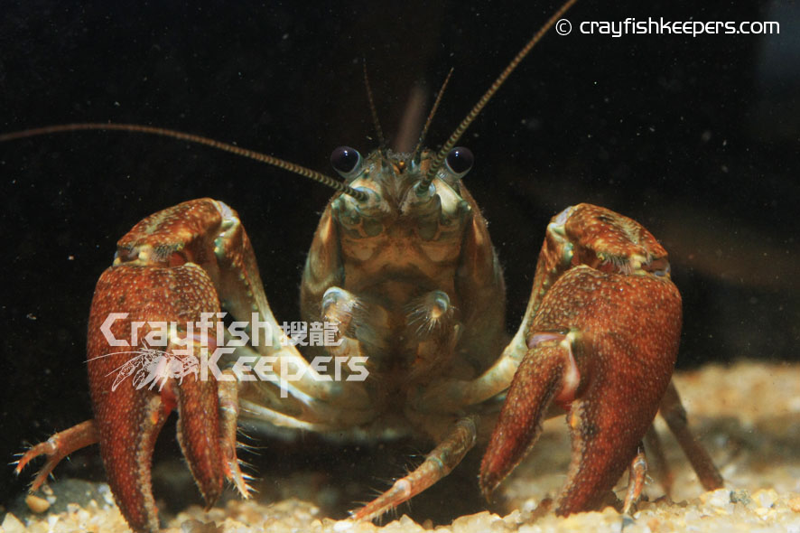 CK-Pacifastacus leniusculus-3