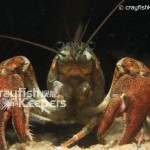 CK-Pacifastacus leniusculus-3