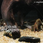 CK-Pacifastacus leniusculus-4