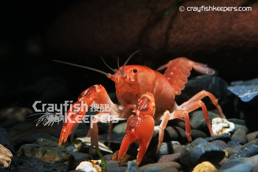 CK-Cambarus trunctatus-1