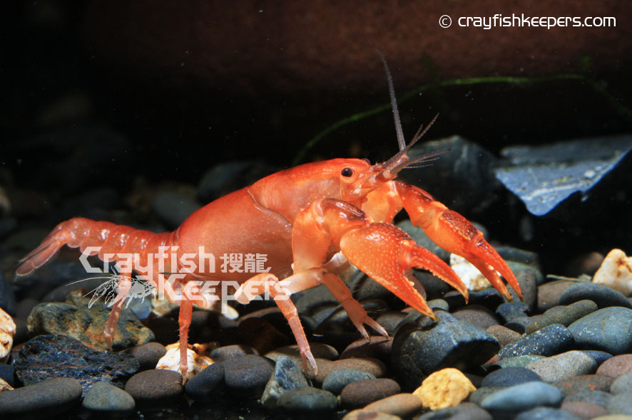 CK-Cambarus trunctatus-2