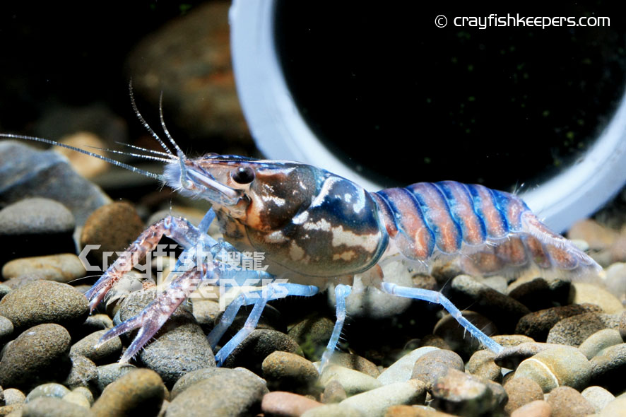 CK-Procambarus pictus-4