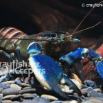 CK-Cherax blue moon-1