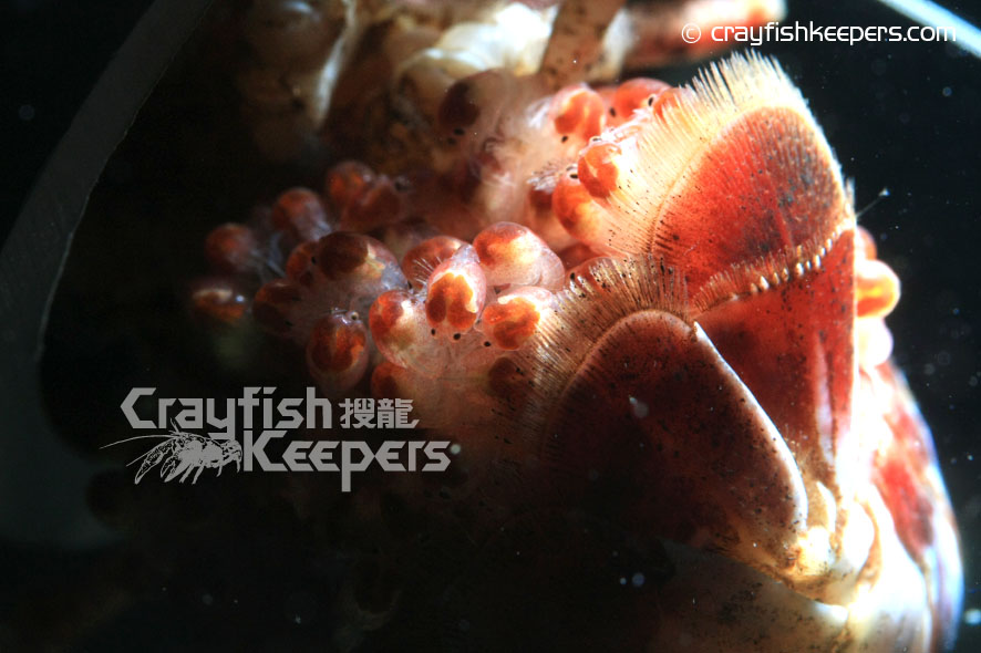 CK-ghostbb-closeup-2