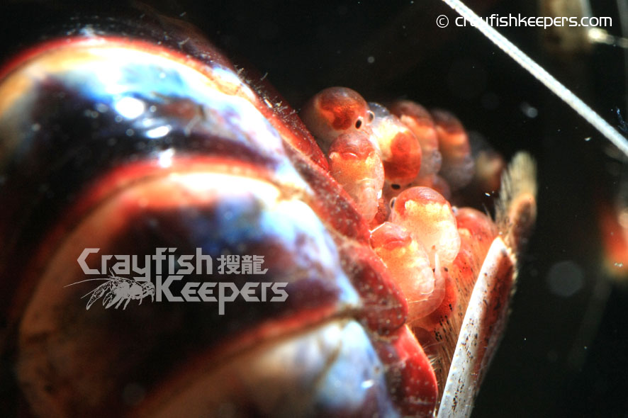 CK-ghostbb-closeup-3