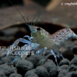 CK-Cambarellus diminutus-2