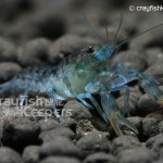 CK-Cambarellus diminutus-3