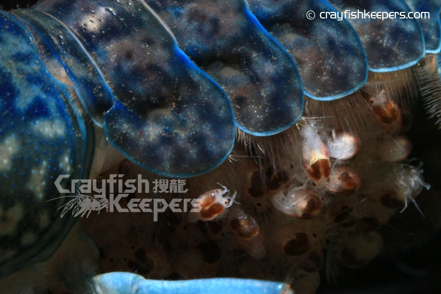 CK-Bluemarble-hatching-2