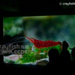 CK-Opening-26 CK-Opening-26