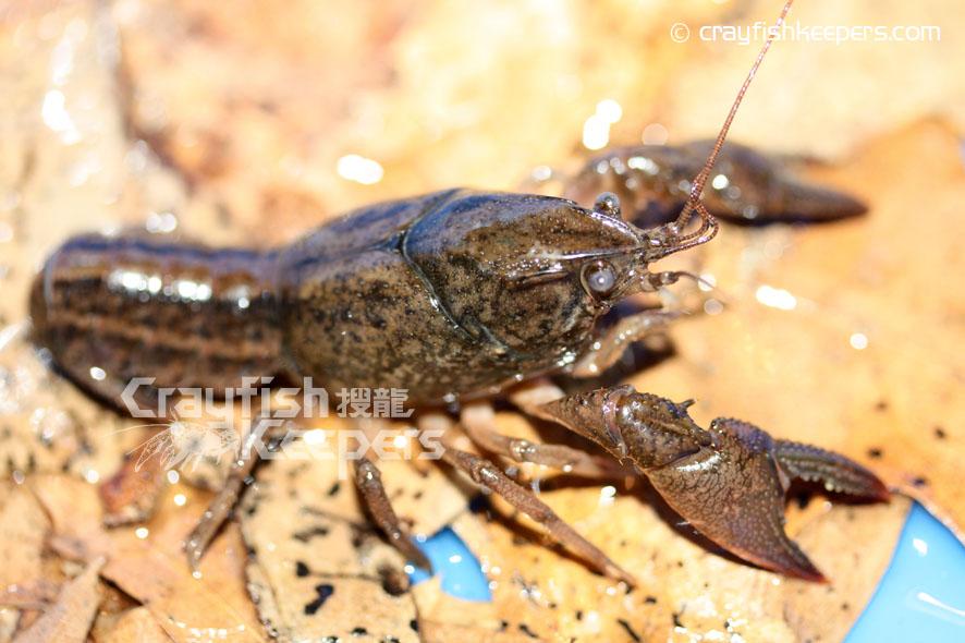 CK-shop-Fallicambarus fodiens-1