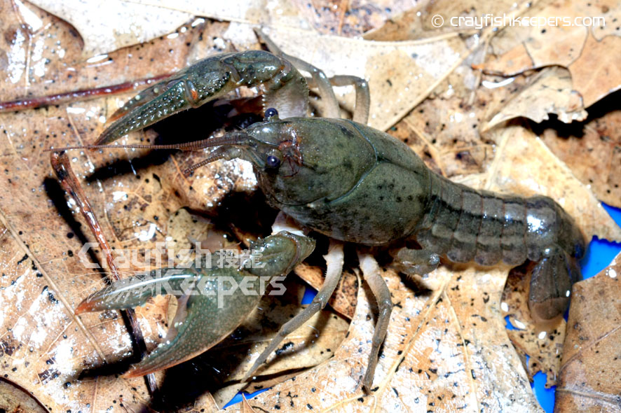 CK-shop-Fallicambarus fodiens-2