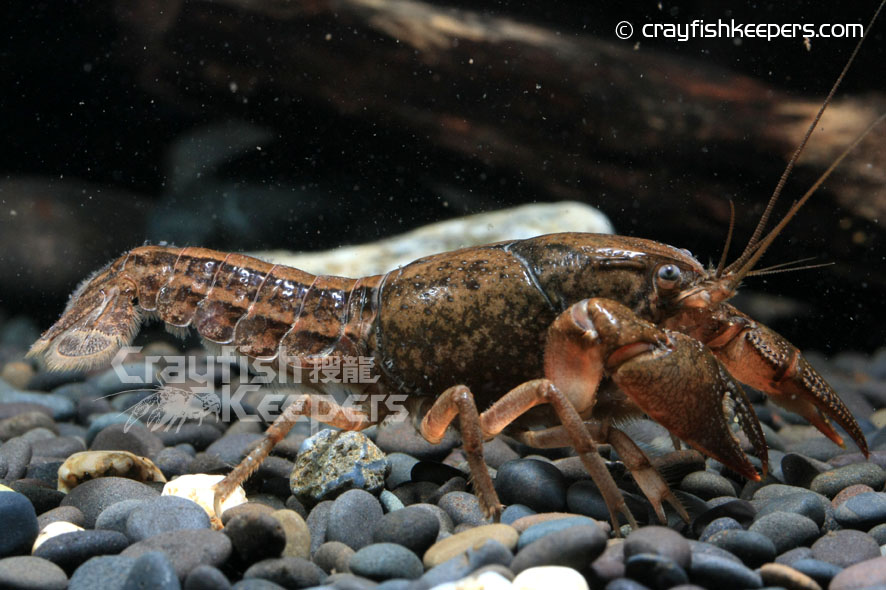 CK-shop-Fallicambarus fodiens-5