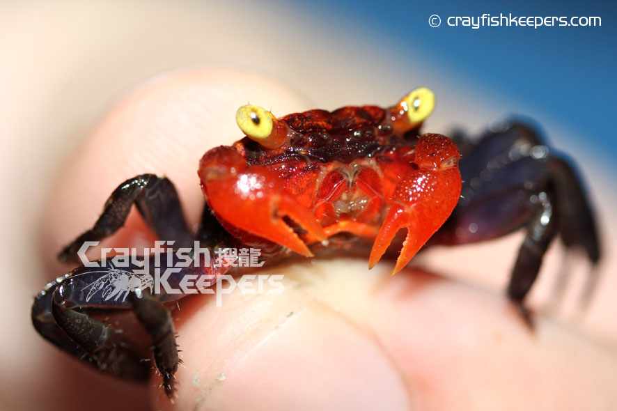 CK-Crab-newspecies